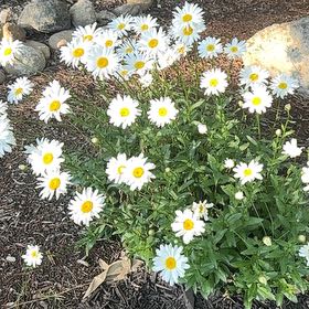 Photo of the plant species Ox-Eye Daisy by @CozyHopsedge75 named Fernie Saunders on Greg, the plant care app
