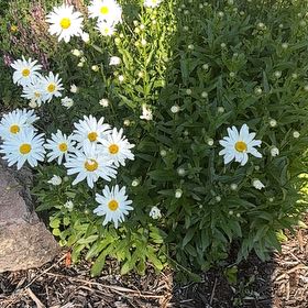 Photo of the plant species Max Chrysanthemum by @CozyHopsedge75 named Sir Plancelot on Greg, the plant care app