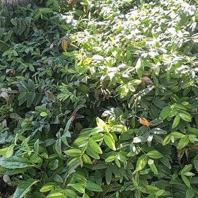 Photo of the plant species St. John's Wort by @CozyHopsedge75 named Surya on Greg, the plant care app