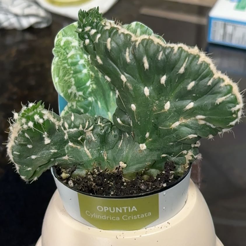 Photo of the plant species Opuntia cylindrica f. cristata by @RefinedGarlic77 named Gregarious on Greg, the plant care app