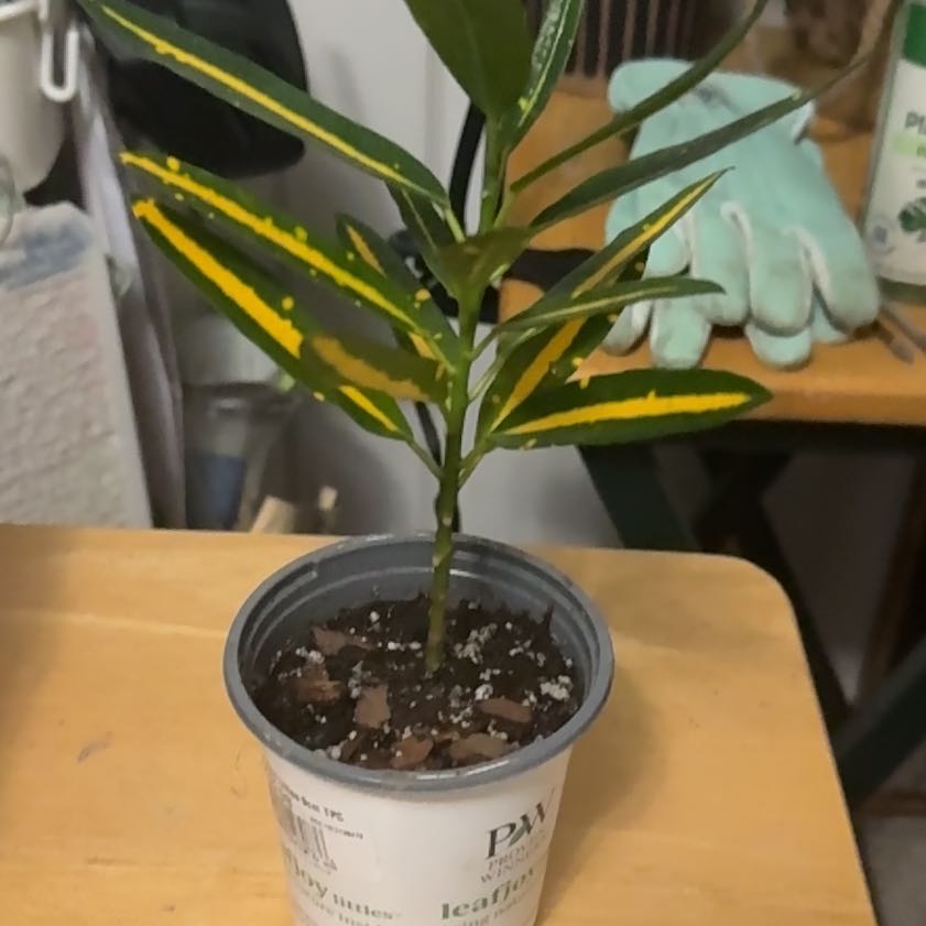 Photo of the plant species Sunny Star Croton by @DeanRedbean68 named Cleopatra on Greg, the plant care app