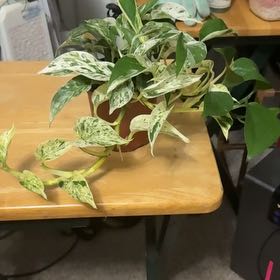 Photo of the plant species marble Prince Pothos by @DeanRedbean68 named Robert Plant on Greg, the plant care app