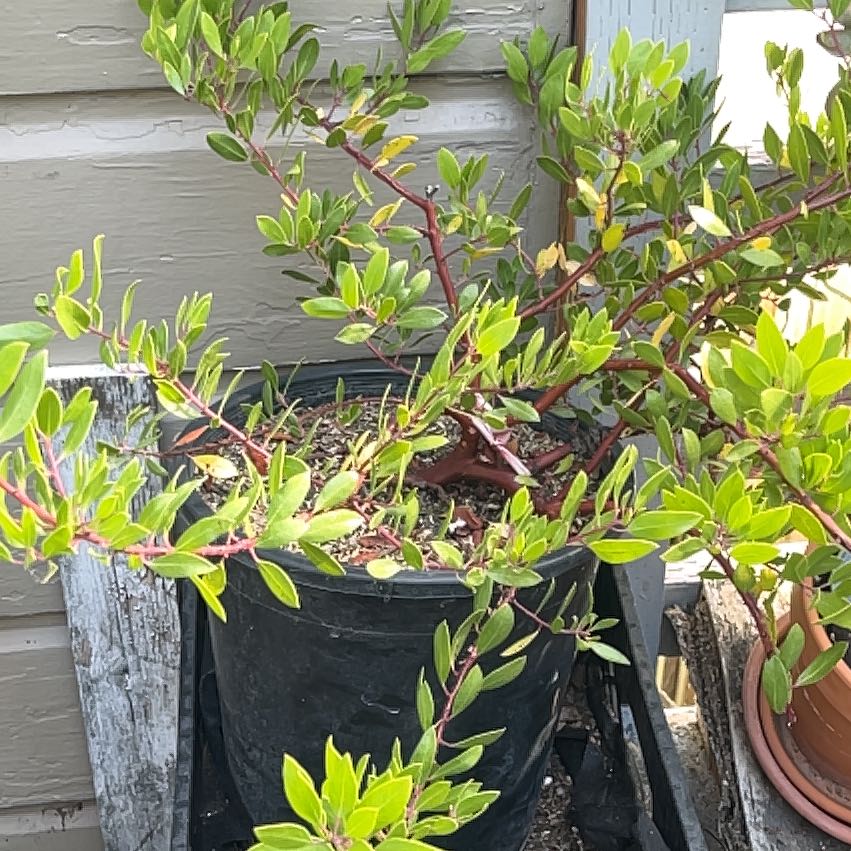 Photo of the plant species Manzanita by @PatientPlanera named Angelica on Greg, the plant care app