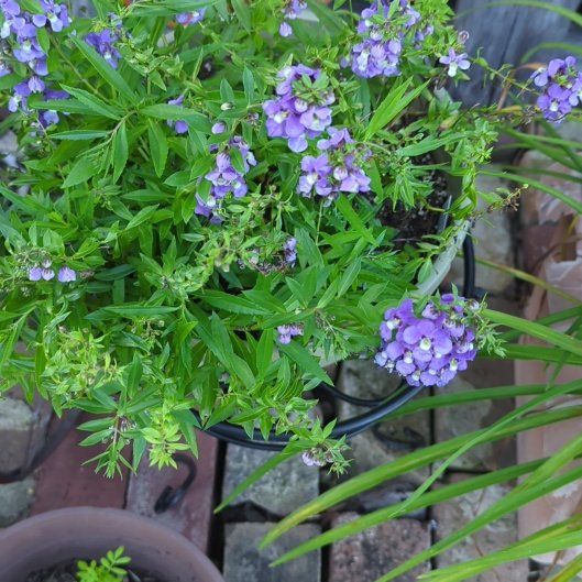 Photo of the plant species Sweet Alyssum by @VipMedeola22 named Orlando Bloom on Greg, the plant care app