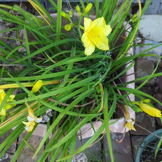 Photo of the plant species Yellow Daylily by @VipMedeola22 named Rainier on Greg, the plant care app