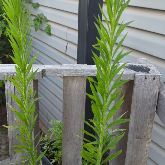 Photo of the plant species Daisy by @VipMedeola22 named Eva on Greg, the plant care app