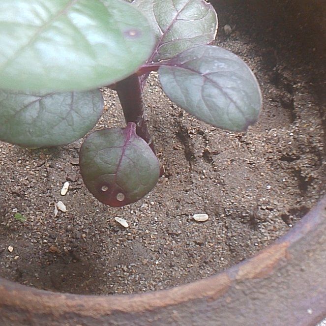 Photo of the plant species Basella Alba by @ProInchworm90 named Gomez on Greg, the plant care app