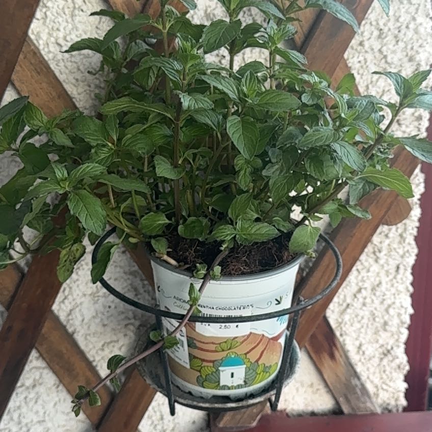 Photo of the plant species Chocolate Mint by @BabyMangeao32 named Mirta on Greg, the plant care app