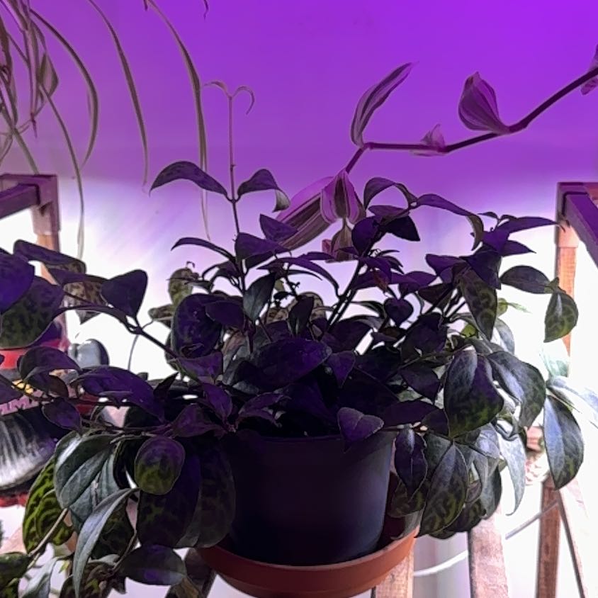 Photo of the plant species Variegated Lipstick Vine by @StaunchMostii52 named Peter Parker on Greg, the plant care app