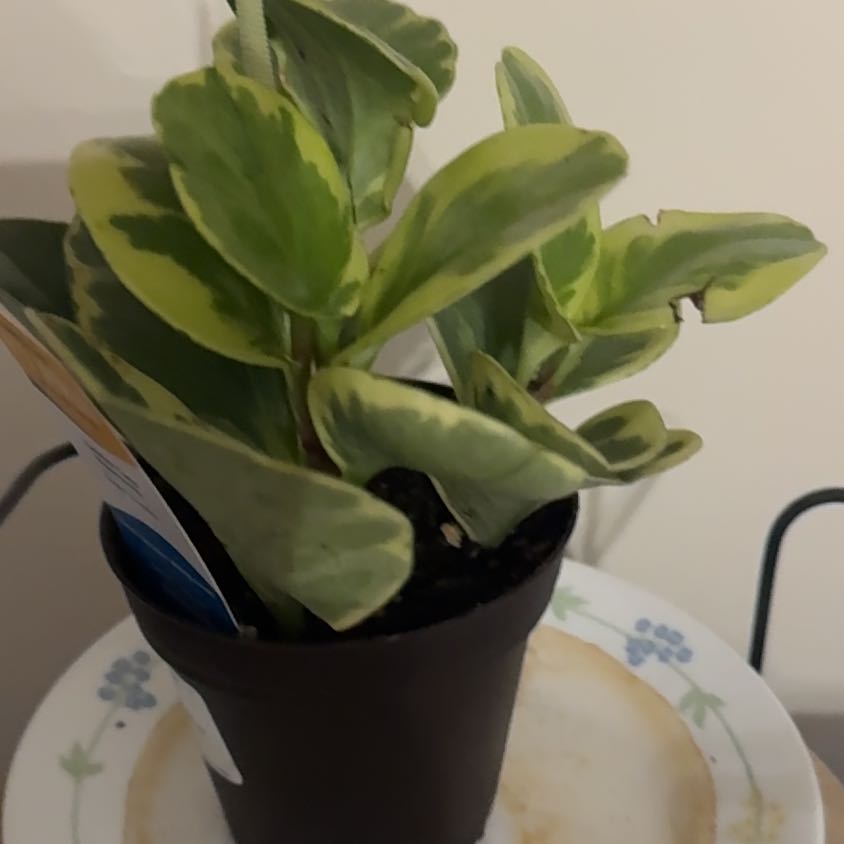 Photo of the plant species Golden Gate Peperomia by @StaunchMostii52 named Anne on Greg, the plant care app
