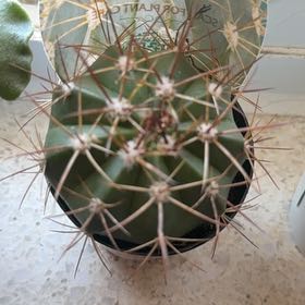 Photo of the plant species Melocactus azureus by @FunCorkoak36 named Winston on Greg, the plant care app