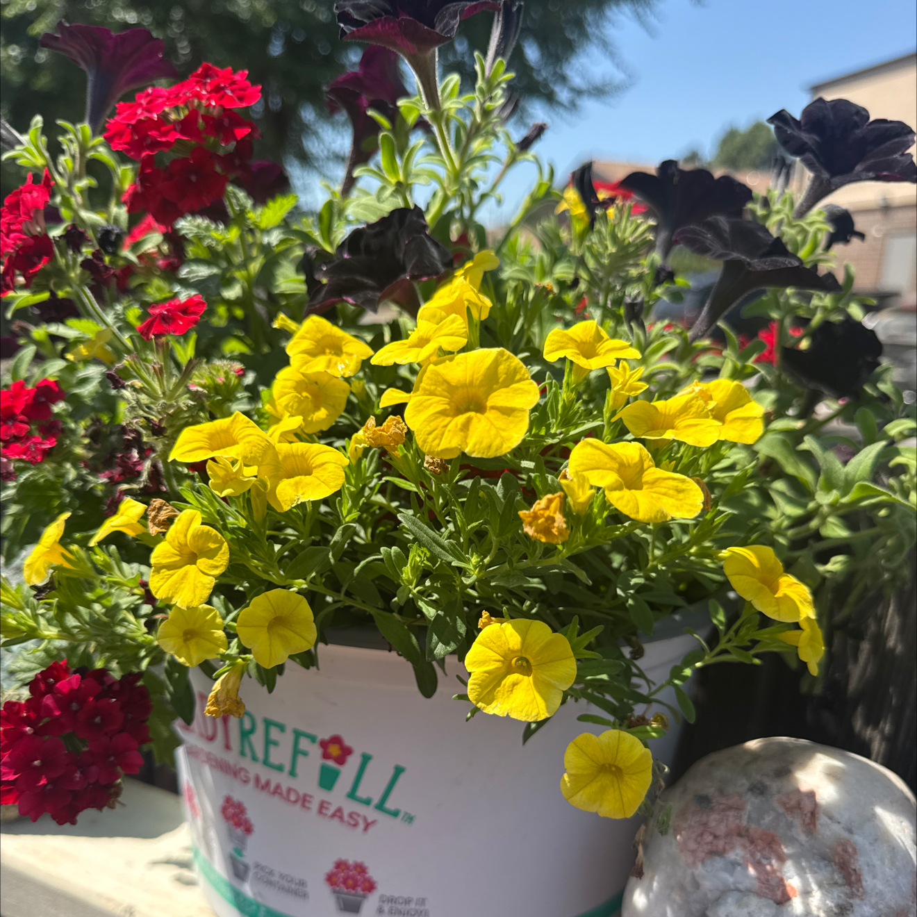 Photo of the plant species Calibrachoa Noa® by @FunCorkoak36 named Back corner- calibrachoa on Greg, the plant care app