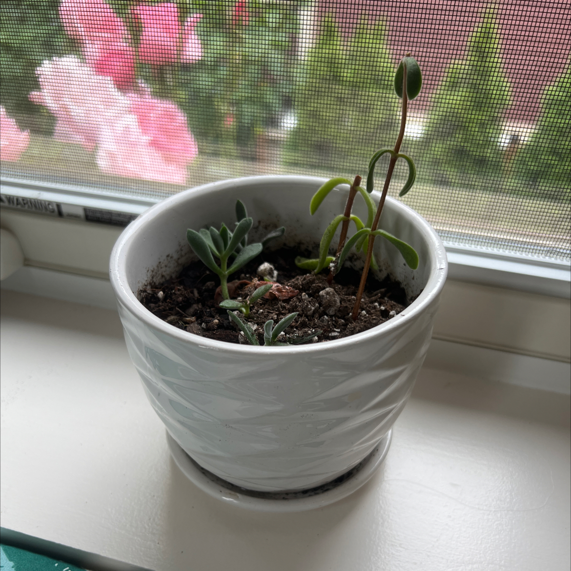 Photo of the plant species Crassula rogersii by @PetEggplant69 named Orwell on Greg, the plant care app