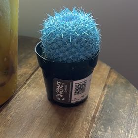 Photo of the plant species Kosmic by @FlyingEmoryoak named Davey on Greg, the plant care app
