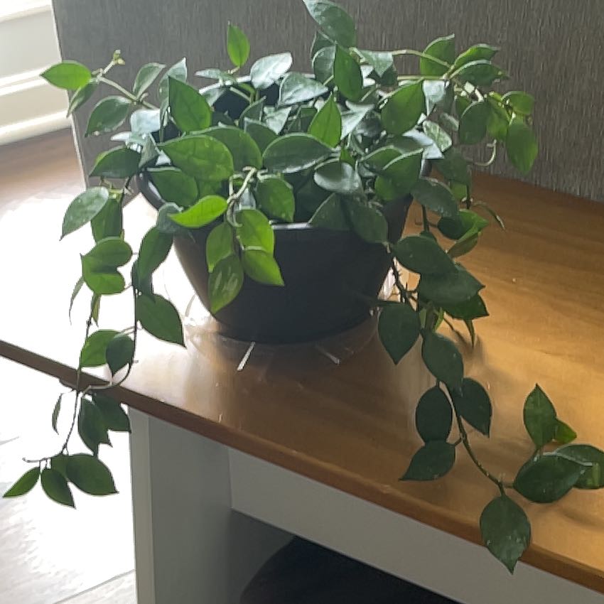 Photo of the plant species Hoya krohniana by @RadRosegrape4 named Kiki on Greg, the plant care app
