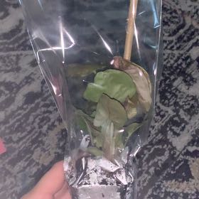 Photo of the plant species Sea Lettuce by @FunnyGinger24 named Zion on Greg, the plant care app