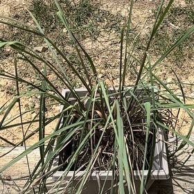 Photo of the plant species Cymbopogon Citratus by @TruePeyote62 named Eva on Greg, the plant care app