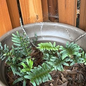 Photo of the plant species Acrostichum Aureum by @TruePeyote62 named Doja Cat on Greg, the plant care app