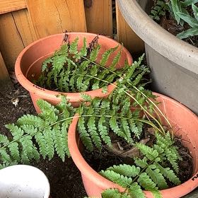 Photo of the plant species Male-Fern by @TruePeyote62 named Queen on Greg, the plant care app
