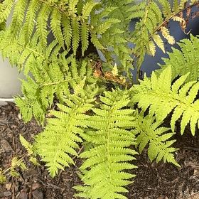 Photo of the plant species Male-Fern by @TruePeyote62 named Khaleesi on Greg, the plant care app