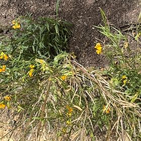 Photo of the plant species Strawflower by @TruePeyote62 named Rihanna on Greg, the plant care app