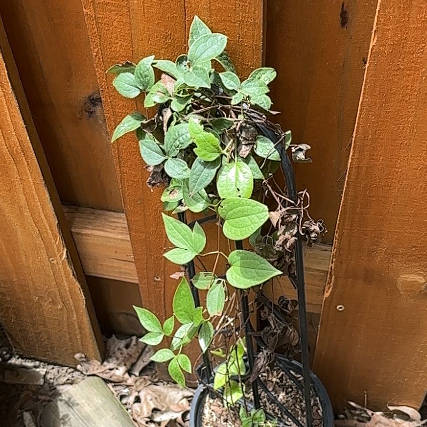 Photo of the plant species Sweet Autumn Virginsbower by @TruePeyote62 named Gates on Greg, the plant care app