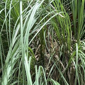 Photo of the plant species Maiden Grass by @TruePeyote62 named Demi on Greg, the plant care app