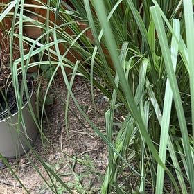 Photo of the plant species Cymbopogon Citratus by @TruePeyote62 named Ulysses S Plant on Greg, the plant care app