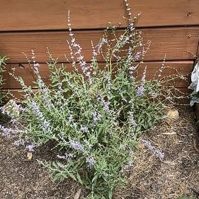 Photo of the plant species Mexican Bush Sage by @TruePeyote62 named Apollo on Greg, the plant care app