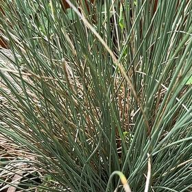 Photo of the plant species Spreading Rush by @TruePeyote62 named Luna on Greg, the plant care app