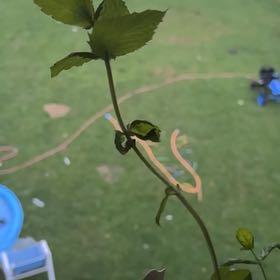 Photo of the plant species Peppermint by @AdeptRedpine94 named Remington on Greg, the plant care app