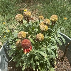Photo of the plant species Great Blanket Flower by @NiceRedsage92 named Kesha on Greg, the plant care app