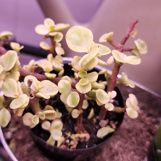 Photo of the plant species Rainbow Bush by @RollickingRye15 named Pax on Greg, the plant care app