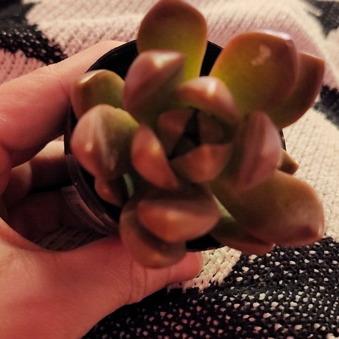 Photo of the plant species Graptoveria 'Jacaranda' by @RollickingRye15 named Luna on Greg, the plant care app