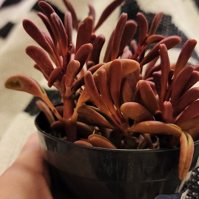 Photo of the plant species Ruby Glow Peperomia by @RollickingRye15 named Kobe on Greg, the plant care app