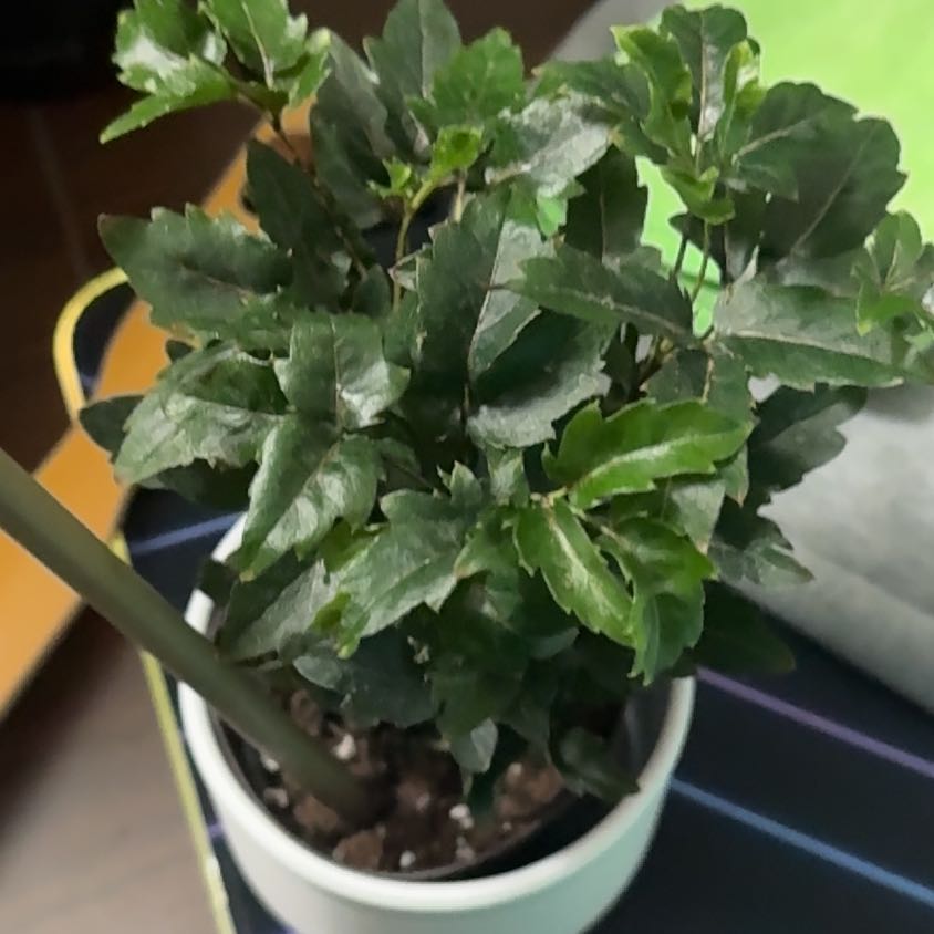 Photo of the plant species Olympia by @UprightAgave24 named Harry on Greg, the plant care app