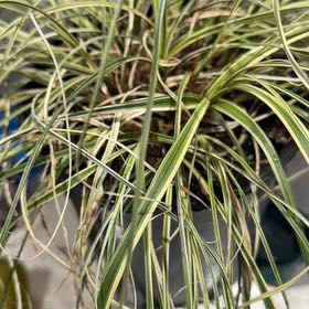 Photo of the plant species Carex Feather Falls by @KnightMakura73 named Austen on Greg, the plant care app