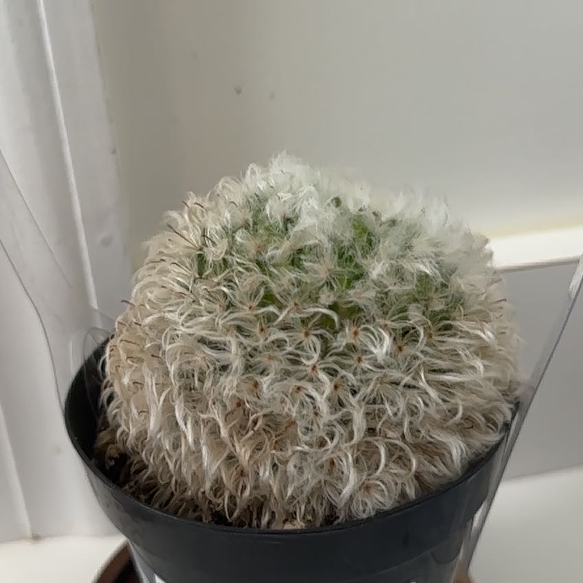 Photo of the plant species Powder Puff Cactus by @DinkumOrchid31 named Nithin on Greg, the plant care app