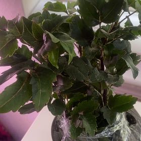 Photo of the plant species Olympia by @StarPomelo93 named Dax on Greg, the plant care app