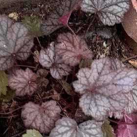 Photo of the plant species Coral Bells by @TopSilkvine12 named Peter Parker on Greg, the plant care app