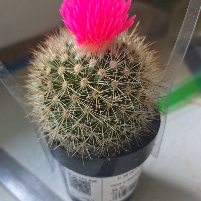 Photo of the plant species Assorted Cactus by @JazzedSalsa66 named Delilah on Greg, the plant care app