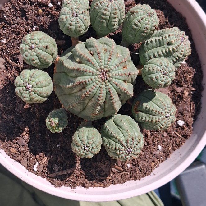 Photo of the plant species Baseball Plant by @DestinedRimu71 named Mickey on Greg, the plant care app