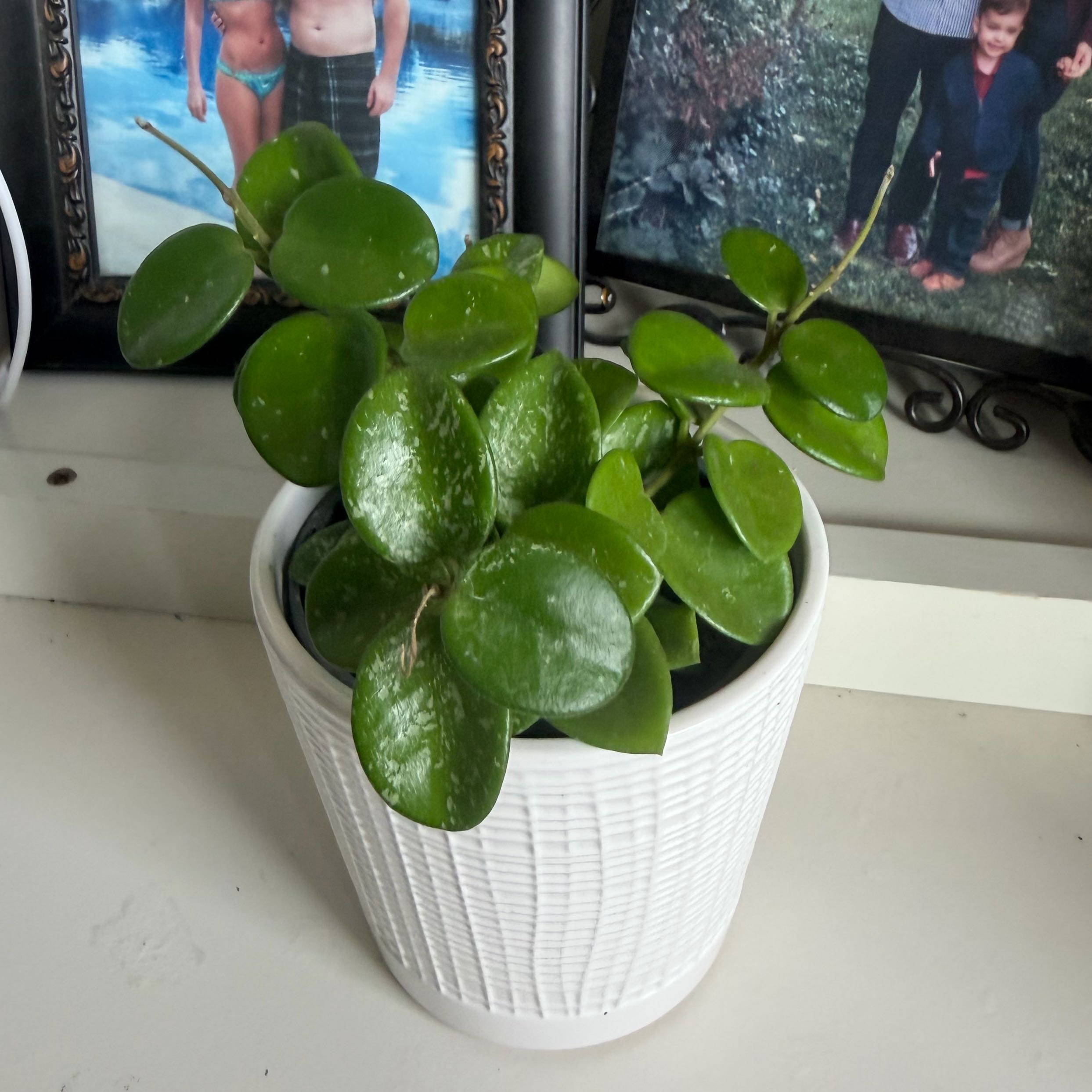 Photo of the plant species Hoya 'Mathilde Splash' by @SportyTutu20 named Matilda on Greg, the plant care app