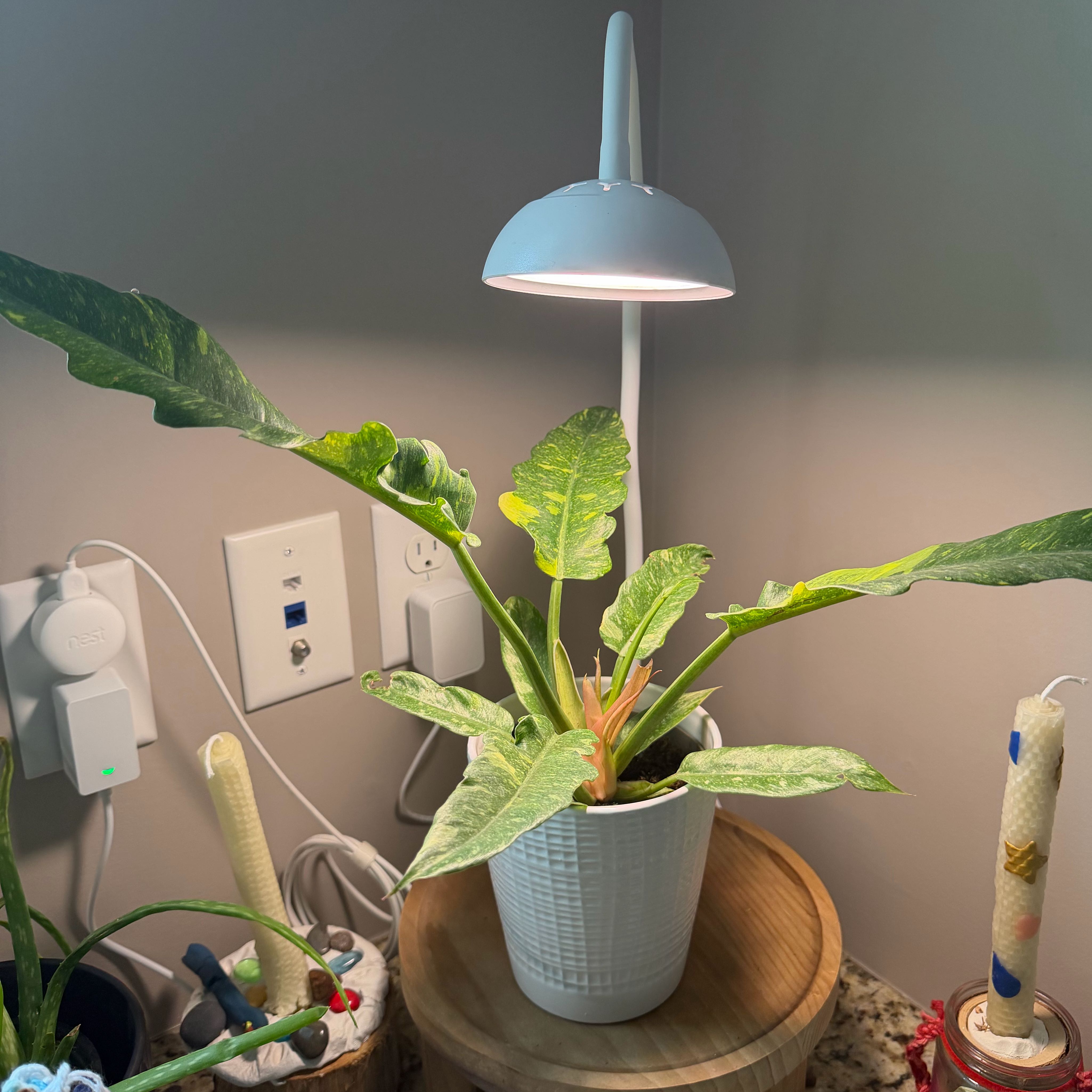 Photo of the plant species Prismacolor Golden Girl Philodendron by @SportyTutu20 named GG on Greg, the plant care app