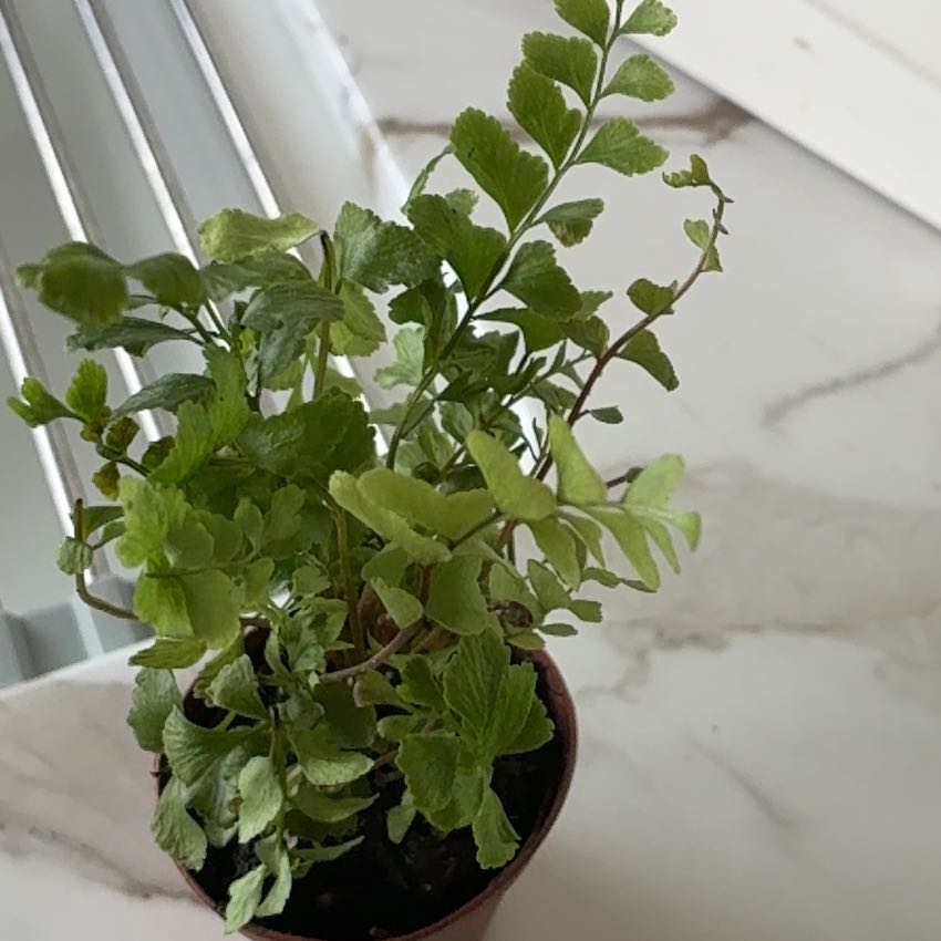 Photo of the plant species Mahogany Fern by @NewPotato57 named Kobe on Greg, the plant care app