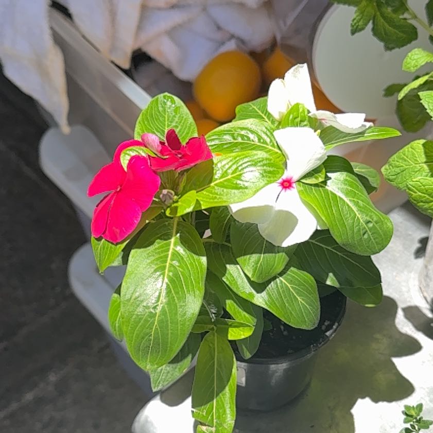 Photo of the plant species Cora Cascade Lilac Vinca by @WiseNeem35 named Gaga on Greg, the plant care app