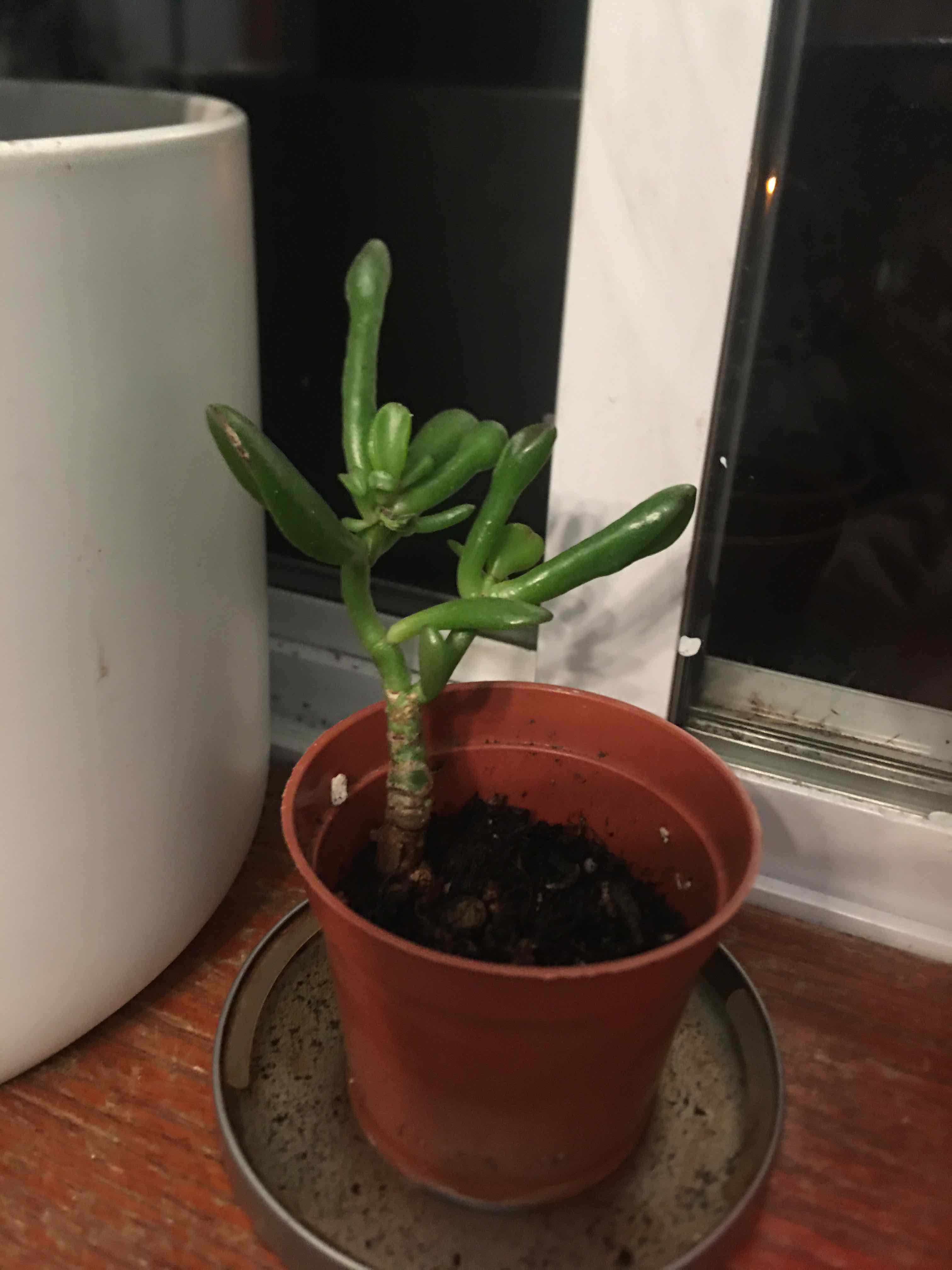 Tree Stonecrop plant in a brown pot with visible soil, healthy green leaves.