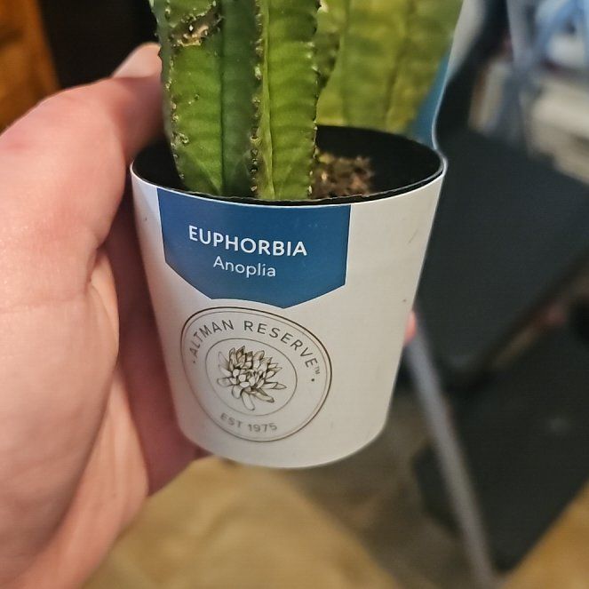 Photo of the plant species Euphorbia anoplia by @SuaveJuneplum25 named Harry on Greg, the plant care app