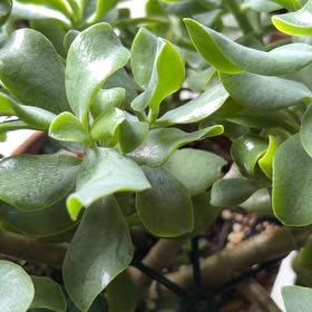 Spike Leaves