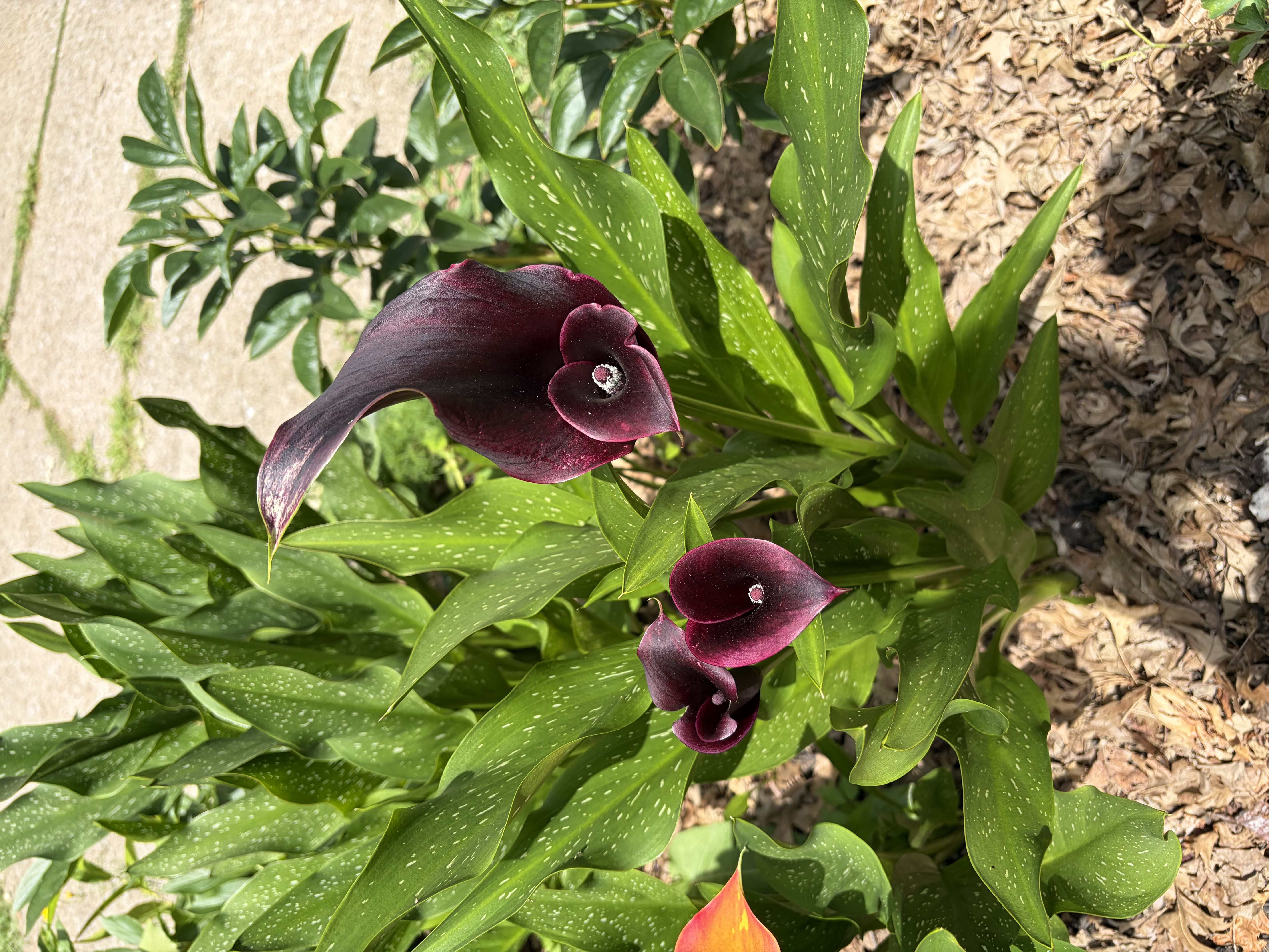 Photo from the post